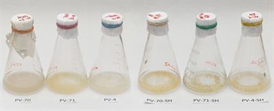 Suspension cell cultures of Panax vietnamensis as a biotechnological source of ginsenosides: growth, cytology, and ginsenoside profile assessment